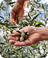 Zeytinyağı Akademisi