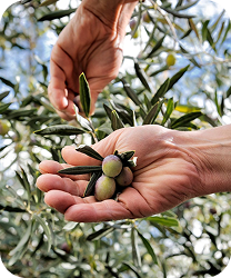 Zeytinyağı Akademisi